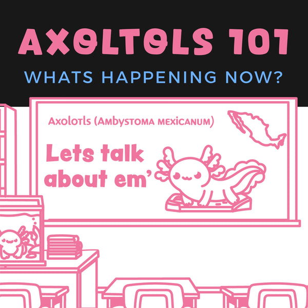 Axolotls 101