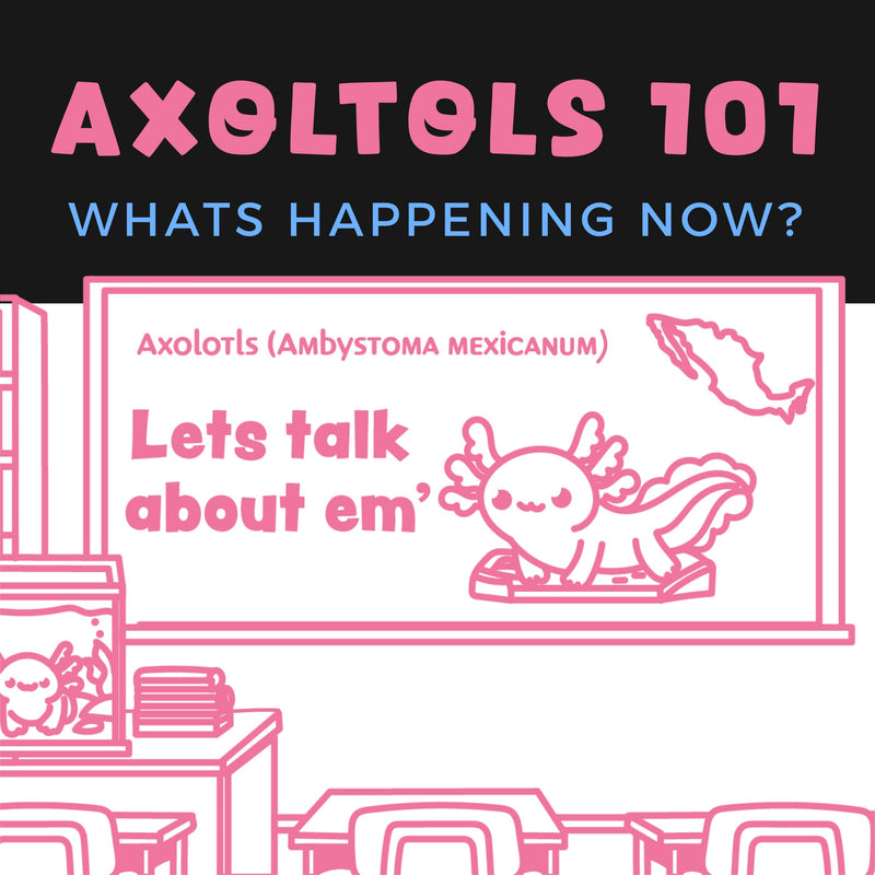 Axolotls 101