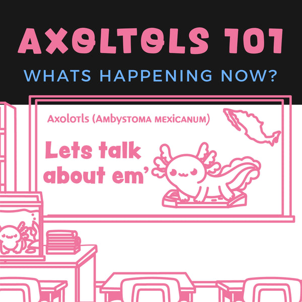 Axolotls 101